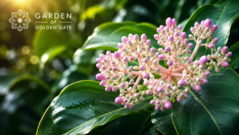 The Gardens of Golden Gate Park