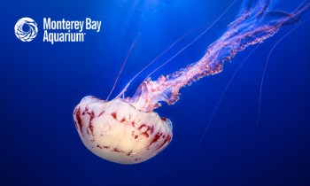 Monterey Bay Aquarium