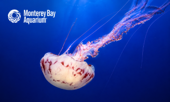 Monterey Bay Aquarium